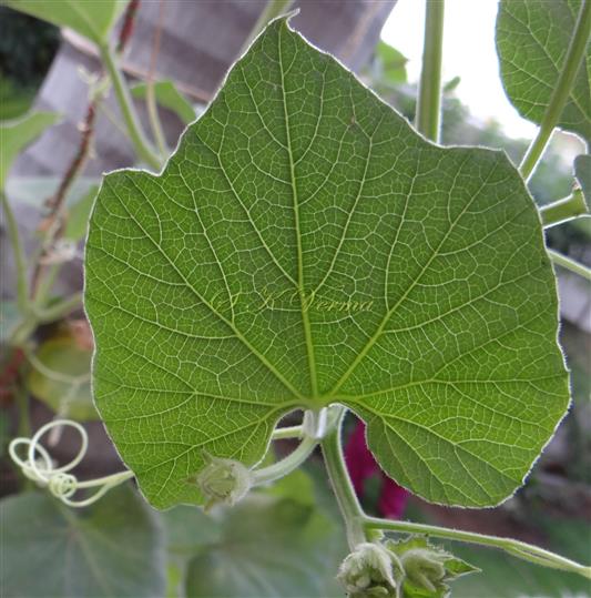  Leaf
